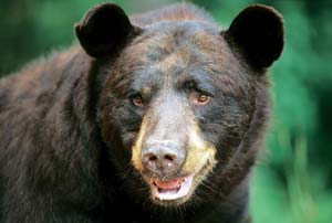 
The black bear has a more oval face than the rounded face of the grizzly bear.  
